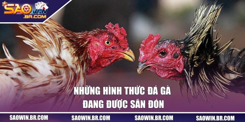 Những hình thức cá cược đang được săn đón