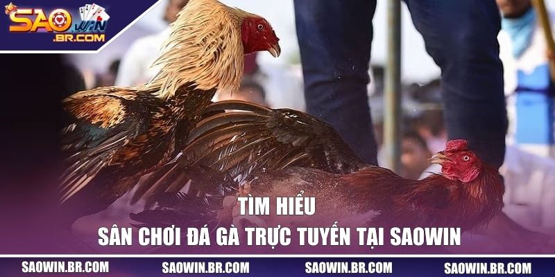 Tìm hiểu về sân chơi đá gà trực tuyến tại SAOWIN